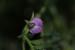 Cicer pinnatifidum---EM---Boiss.