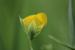 Lathyrus aphaca ---EM---L. 