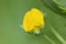 Lathyrus aphaca ---EM---L. 