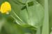 Lathyrus aphaca ---EM---L. 