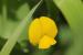 Lathyrus aphaca ---EM---L. 