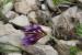 Astragalus callichrous ---EM---Boiss.