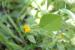 Hymenocarpos circinnatus ---EM---(L.) Savi