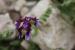 Astragalus callichrous ---EM---Boiss.
