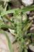 Valantia hispida ---EM---L 