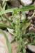 Valantia hispida ---EM---L 
