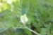 Vicia hybrida---EM---L. 