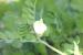 Vicia hybrida---EM---L. 