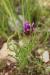 Astragalus callichrous ---EM---Boiss.