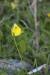 Oxalis pes-caprae---EM---L.