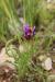 Astragalus callichrous ---EM---Boiss.