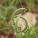 Astragalus callichrous ---EM---Boiss.