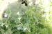 Vicia sericocarpa ---EM---Fenzl