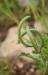 Astragalus callichrous ---EM---Boiss.