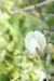 Vicia sericocarpa ---EM---Fenzl