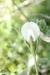 Vicia hybrida---EM---L. 