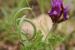 Astragalus callichrous ---EM---Boiss.