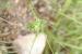 Onobrychis crista-galli ---EM---(L.) Lam