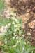 Fritillaria persica---EM---L. 