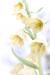 Fritillaria persica---EM---L. 