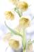 Fritillaria persica---EM---L. 
