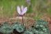 Cyclamen persicum ---EM---Mill. 