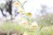 Fritillaria persica---EM---L. 