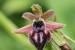 Ophrys sphegodes ---EM---Mill.