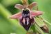 Ophrys sphegodes ---EM---Mill.