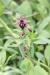 Ophrys sphegodes ---EM---Mill.