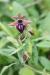 Ophrys sphegodes ---EM---Mill.