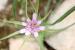 Geropogon hybridus ---EM---(L.) Sch. Bip. 