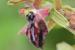 Ophrys sphegodes ---EM---Mill.