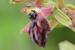 Ophrys sphegodes ---EM---Mill.