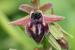 Ophrys sphegodes ---EM---Mill.
