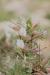 Astragalus spinosus ---EM---(Forssk.) Muschl