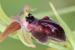 Ophrys sphegodes ---EM---Mill.