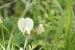 Vicia hybrida---EM---L. 
