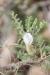 Astragalus spinosus ---EM---(Forssk.) Muschl