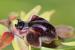 Ophrys sphegodes ---EM---Mill.
