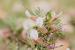 Astragalus spinosus ---EM---(Forssk.) Muschl