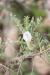 Astragalus spinosus ---EM---(Forssk.) Muschl