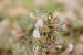 Astragalus spinosus ---EM---(Forssk.) Muschl