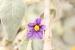 Solanum incanum   ---EM---L.