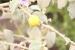 Solanum incanum   ---EM---L.