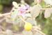 Solanum incanum   ---EM---L.