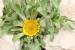 Asteriscus hierochunticus  ---EM---(Michon) Wiklund