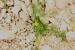 Tripleurospermum auriculatum ---EM---(Boiss.) Rech.f