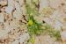 Tripleurospermum auriculatum ---EM---(Boiss.) Rech.f