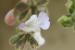 Salvia fruticosa ---EM---Mill.